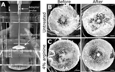 Arginine Induced Streptococcus gordonii Biofilm Detachment Using a Novel Rotating-Disc Rheometry Method